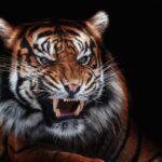 Animal
