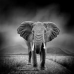 Animal