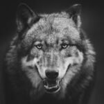 Animal