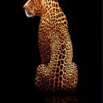 Black and gold